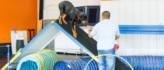 Michael - D.O.G. Obedience Group Trainer