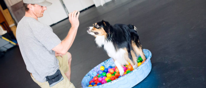 Loretta - D.O.G. Obedience Group Trainer