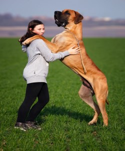 Picture of large dog standing on its hind legs with front paws on owners shoulders